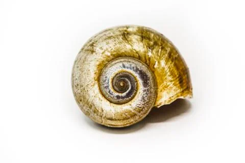 Seashell Stock Photos