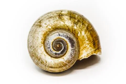 Seashell Stock Photos
