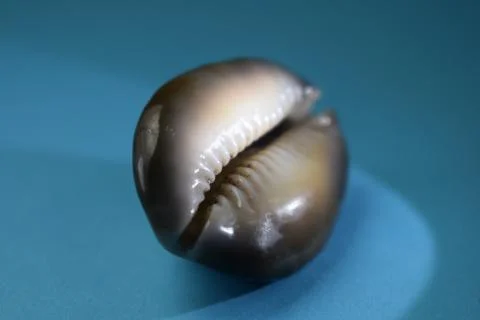 Seashell Stock Photos