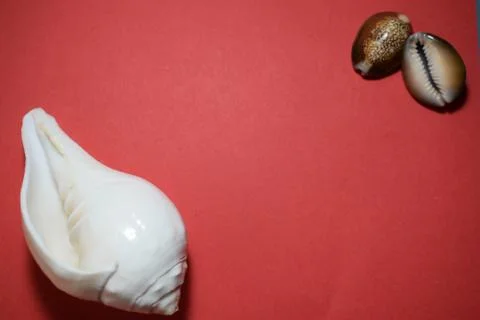 Seashell Stock Photos