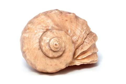 Seashell Stock Photos
