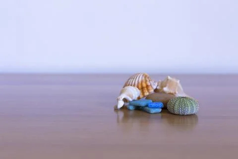 Seashell Stock Photos