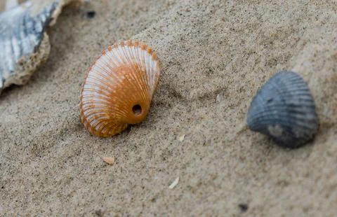 By the Seashell 写真素材