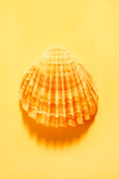 Seashell Stock Photos