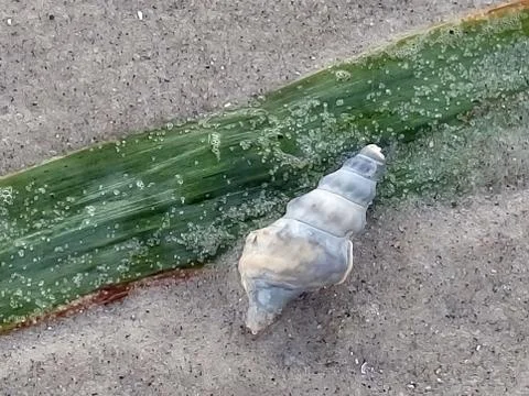 Seashell Stock Photos