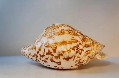 Seashell Foto stock