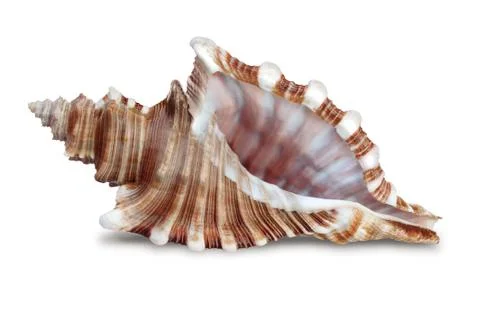 Seashell Stock Photos