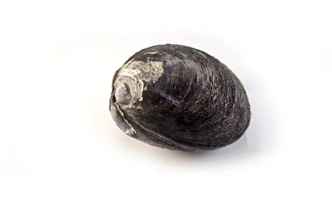 Seashell Stock Photos