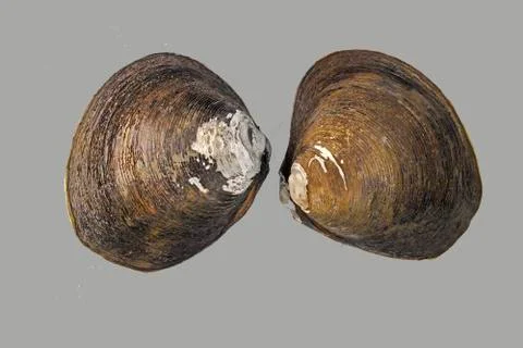 Seashell Stock Photos