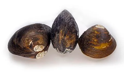 Seashell Stock Photos