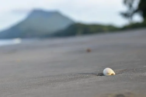 Seashell 库存照片