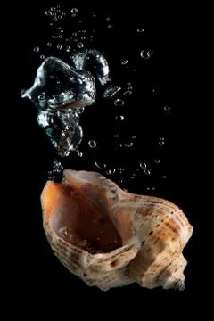 Seashell Stock Photos