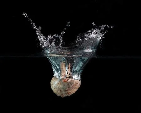 Seashell Stock Photos