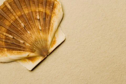 Seashell Foto stock