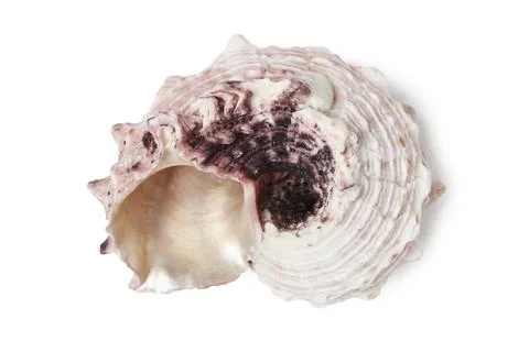 Seashell Stock Photos