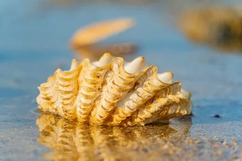 A seashell. Stock Photos