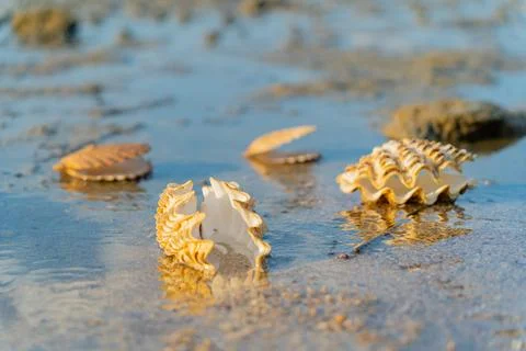 A seashell. Foto stock