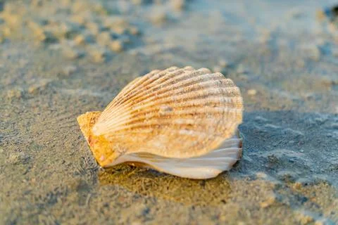 A seashell. Photos