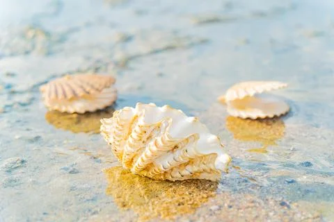 A seashell. Stock Photos