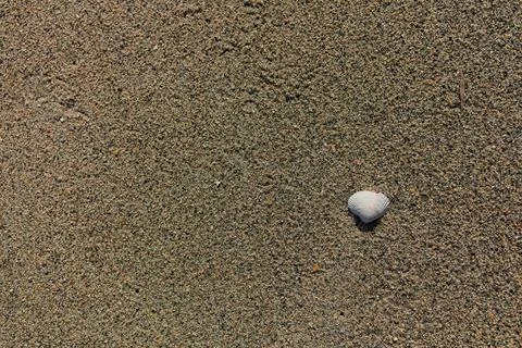 Seashell. Foto stock