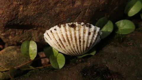 Seashell Stock Photos