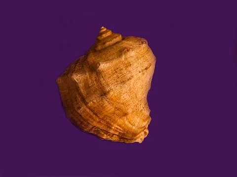Seashell on a purple background Stock Photos