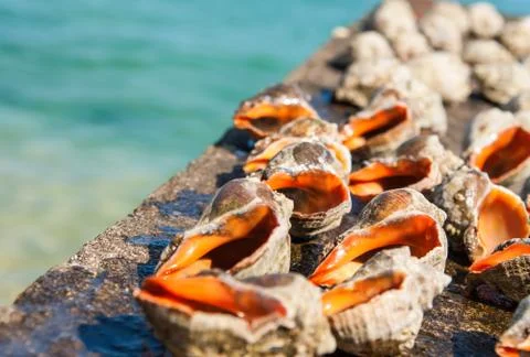Seashell rapan on a sea background Stock Photos