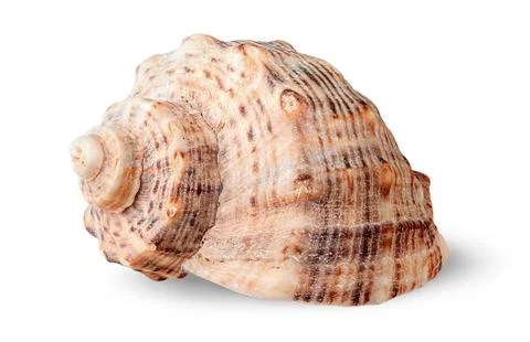 Seashell rapana side view rotated Stock Photos