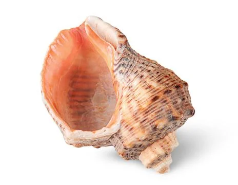 Seashell rapana vertically Stock Photos