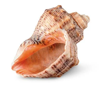Seashell rapana vertically rotated Stock Photos