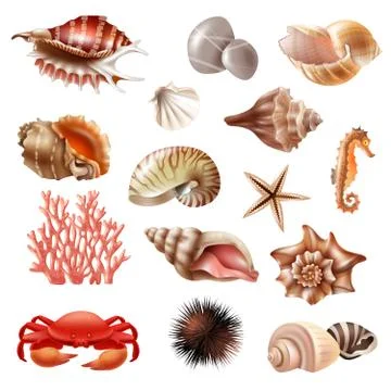 Seashell Realistic Set Stock Illustration