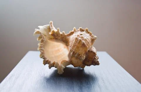 Seashell resting on a blue surface Foto stock