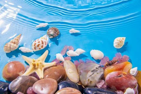 Seashell Resting On Calm Ocean Surface Stock Photos