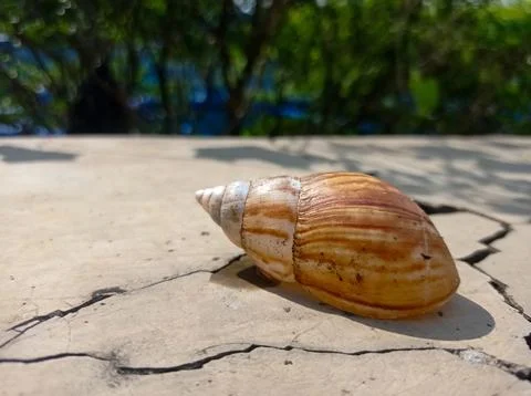 Seashell resting on cracked concrete surface Stock Photos
