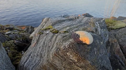 Seashell Resting on Patterned Granite Stone by the Sea Stock Footage 342847869