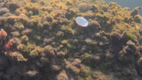 Seashell resting on a rock covered in marine algae and plants in the ocean, Stock Footage 343425482