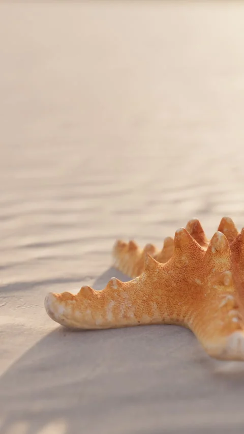 Seashell resting on sand during sunrise at the beach in summer Stock Footage 337926913