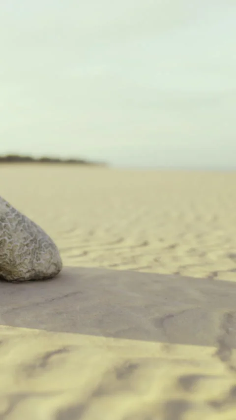Seashell resting on sandy beach in quiet moment during sunset Stock Footage 333565121