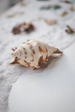 Seashell resting on sandy beach at sunset Stock Photos