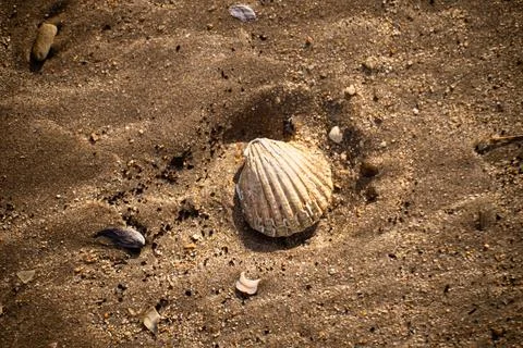 Seashell Resting on Sandy Beach Surface in Natural Sunlight 스톡 사진