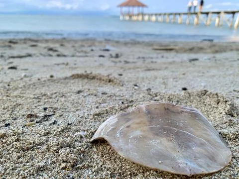 Seashell Resting on Sandy Beach at Tanjung Lesung Beach Stock Photos