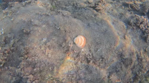 Seashell resting on the sandy ocean floor, illuminated by natural sunlight Stock Footage 343415739