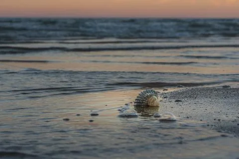 Seashell resting in shallow surf at sunset Stock Photos