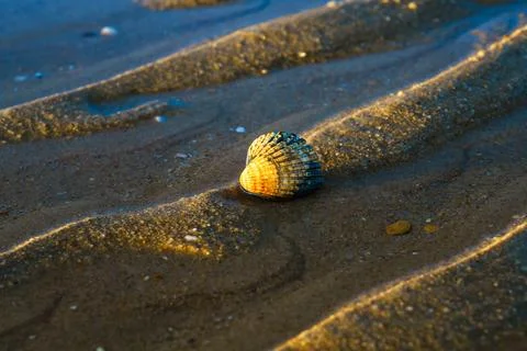 Seashell resting in shallow water with a soft reflection on the wet sand. Stock Photos