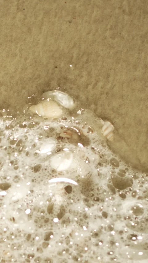 Seashell resting on wet sandy shoreline Stock Footage 336824022