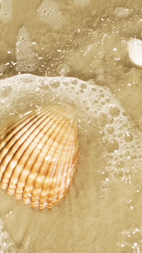 Seashell resting on wet sandy shoreline Stock Footage 336824467
