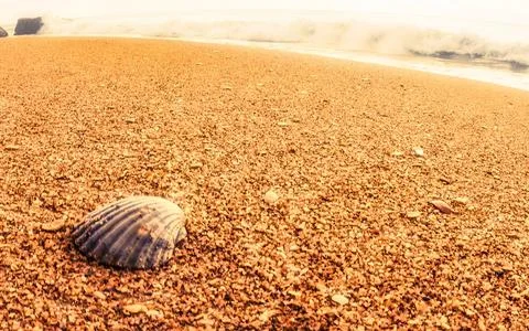 Seashell rests on a sandy beach with ocean waves crashing in the background Stock Photos