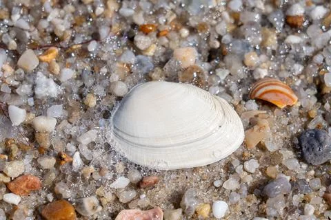Seashell rests on sandy beach Stock Photos