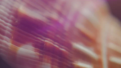 Seashell ridges macro Stock Footage 195286457