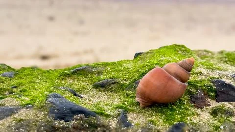 A seashell on a rock covered in seaweed Foto stock